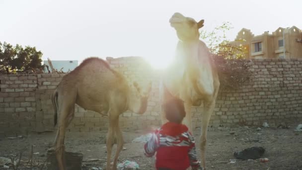 Duas crianças árabes brincam com camelos no quintal em Dahab, câmera lenta, Egito, Sinai, 4k — Vídeo de Stock