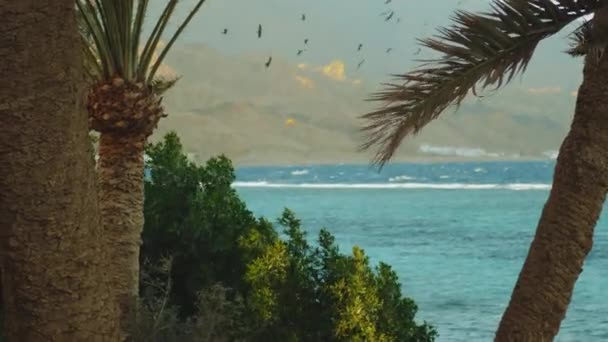 Kitesurfing i vackert klart vatten i Dahab Egypten. Utforska det blå vattnet med berg i bakgrunden och människor vindsurfing och kitesurfing, slow motion, 4k — Stockvideo