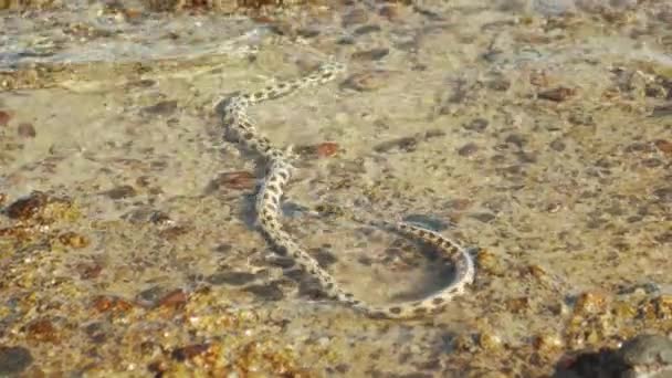 Cobra subaquática está caçando e se alimenta no Mar Vermelho em Dahab Egito, câmera lenta, 4k — Vídeo de Stock