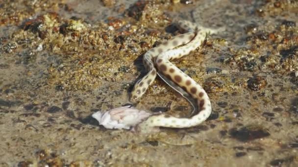 Serpiente submarina es la caza y se alimenta en el mar Rojo en Dahab Egipto, cámara lenta, 4k — Vídeos de Stock