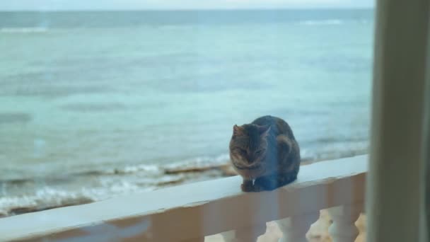 Gato sentado en el balcón, vista al mar en el fondo, cámara lenta, 4k — Vídeos de Stock