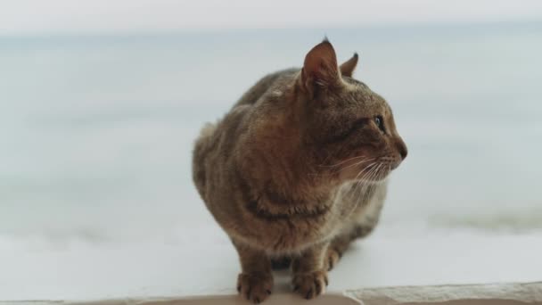 Gato sentado en el balcón, vista al mar en el fondo, cámara lenta, 4k — Vídeos de Stock