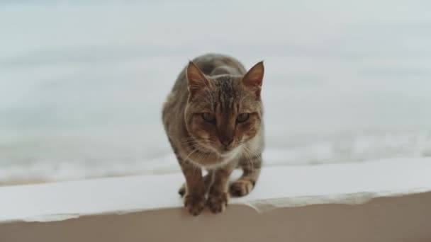 Kat op het balkon, uitzicht op zee op de achtergrond, slow motion, 4k — Stockvideo