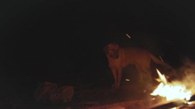 Gece, deniz kıyısındaki kamp ateşinin yanında köpek av köpeği altın sarısı, hızlı video, yavaş çekim, tam teçhizat