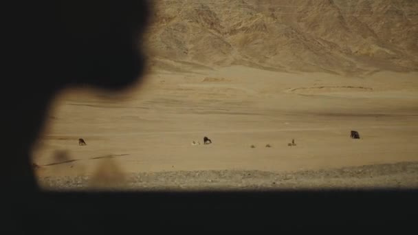 Biltur ved motorveien i ørkenen. Eventyr Reise i en ørken sakte bevegelse . – stockvideo