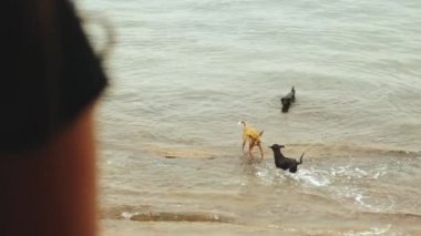 Sabahları balkonda tek başına kahve ya da çay içen yalnız bir kadın. Mavi deniz manzaralı bir balkonda köpekler deniz suyunda oynuyor. Hızlı video, yavaş çekim.