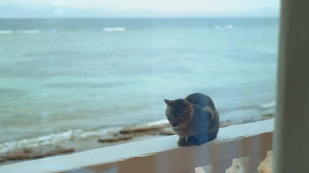 Gato sentado en el balcón, vista al mar en el fondo, cámara lenta, full hd — Vídeo de stock