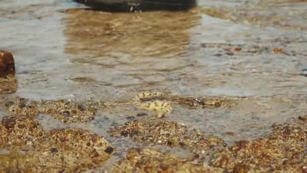 Podvodní hadi jsou lov a krmení v Rudém moři v Dahab Egypt, zpomalení, full hd — Stock video