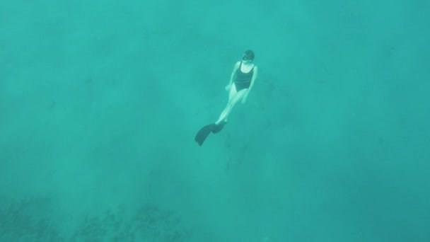 Freediver en los corales en el Mar Rojo, Hermosa joven nadando bajo el agua en el agua azul del mar, increíble aventura de snorkel, 4k — Vídeo de stock
