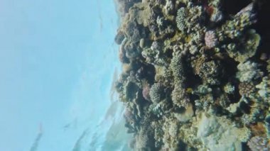 Kızıldeniz 'deki mercanlar, Dahab Mısır, mavi deniz suyunda yüzen adam, 4k