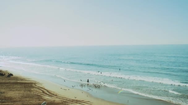 Mouettes sur la plage du littoral océanique, pêcheur nourrissant des mouettes sur la plage de Taghazout au Maroc, ralenti, 4k — Video