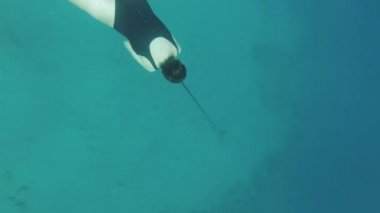 Kızıl denizdeki mercanlar üzerinde freediver, mavi deniz suyunda yüzen güzel genç kadın, Dahab Mısır, tam kapasite.