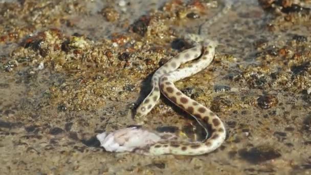 Unterwasserschlangen jagen und fressen im Roten Meer in Dahab Ägypten, Meeresbewohner, 4k — Stockvideo