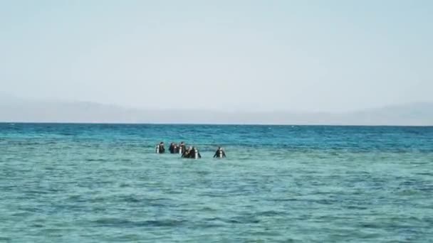 Un grupo de buceadores van a bucear en el mar rojo, día soleado y agua clara en Dahab, Egipto buceo, 4k — Vídeos de Stock