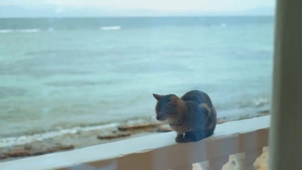 Gato sentado en el balcón, vista al mar en el fondo Dahab Egipto, 4k — Vídeos de Stock