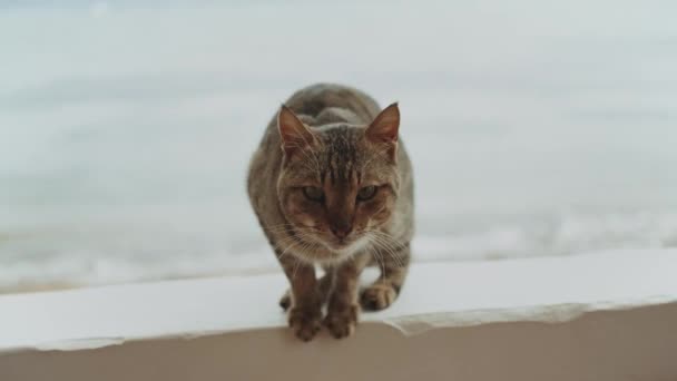 Balkonda oturan kedi, arka planda deniz manzarası Dahab Mısır, 4k — Stok video