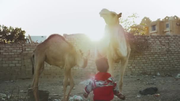 Dvě arabské děti si hrají s velbloudy na dvoře v Dahabu, Egyptě, Sinaji, 4k — Stock video