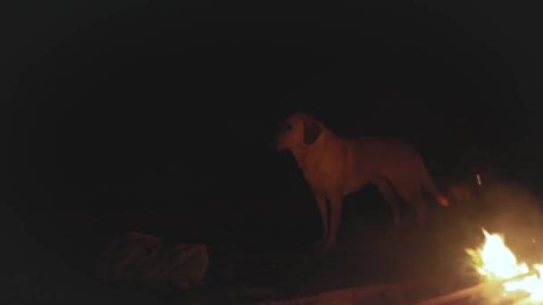 Σκύλος retriever χρυσό κοντά στη φωτιά στην παραλία κοντά στη θάλασσα τη νύχτα, 4k — Αρχείο Βίντεο