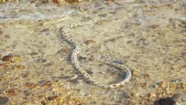 Cobras subaquáticas com manchas estão caçando e se alimentando no Mar Vermelho em Dahab Egito, habitantes marinhos, 4k — Vídeo de Stock