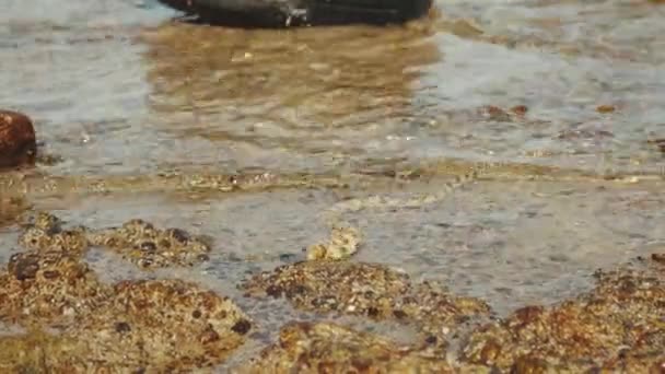 Serpientes submarinas con manchas cazan y se alimentan en el Mar Rojo en Dahab Egipto, habitantes marinos, 4k — Vídeos de Stock