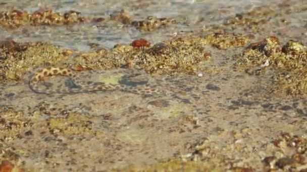 Cobras subaquáticas estão caçando e se alimentando no Mar Vermelho em Dahab Egito, habitantes marinhos, 4k — Vídeo de Stock