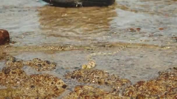 Las serpientes submarinas están cazando y alimentándose en el Mar Rojo en Dahab Egipto, habitantes marinos, 4k — Vídeo de stock