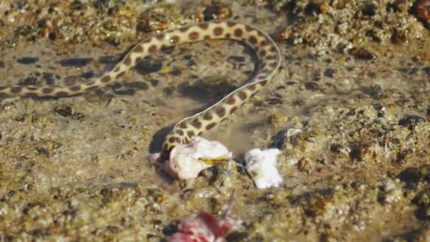 Las serpientes submarinas están cazando y alimentándose en el Mar Rojo en Dahab Egipto, habitantes marinos, 4k — Vídeo de stock