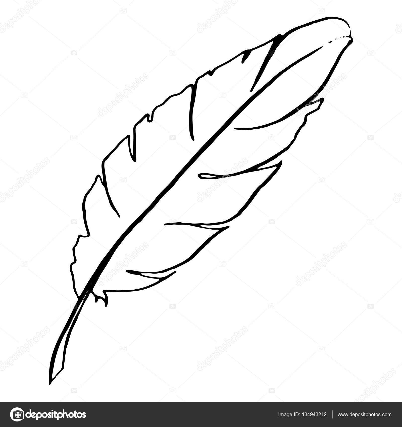 Monochrome black and white bird feather vector sketched art — Stock ...