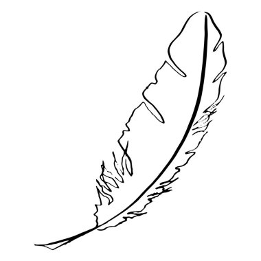 Tek renkli siyah ve beyaz kuş tüyü kabataslak sanat vektör