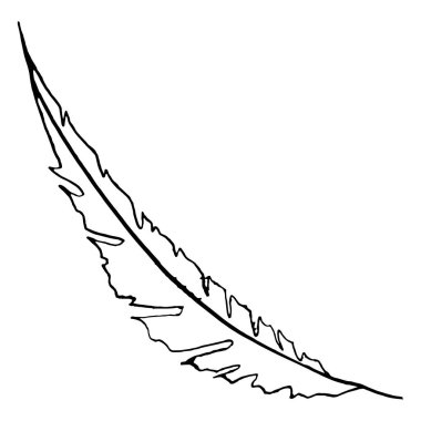 Tek renkli siyah ve beyaz kuş tüyü kabataslak sanat vektör