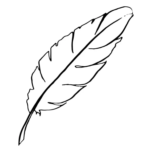 Monochrome black and white bird feather vector sketched art — Stock Vector