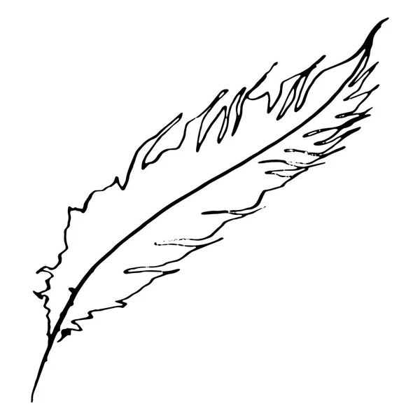 Monochrome noir et blanc oiseau plume vecteur croquis art — Image vectorielle
