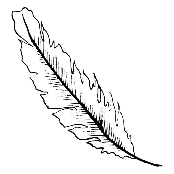 Černobílý tisk, černobílé ptačí pírko vektorové načrtnuté umění — Stockový vektor