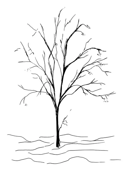 Monochrome tree silhouette vector sketched line art isolated — Stock Vector