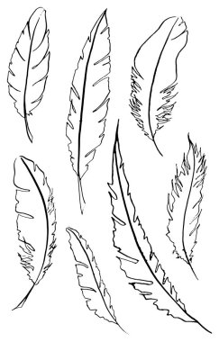 Tek renkli siyah ve beyaz kuş tüyü vektör set