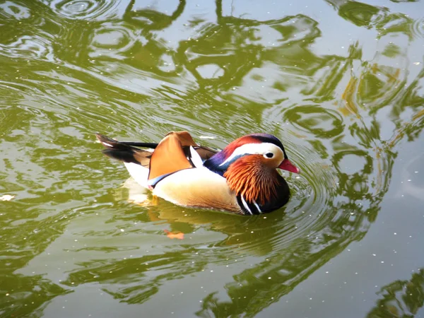 Canard mandarin oie sauvagine animal lac photo — Photo