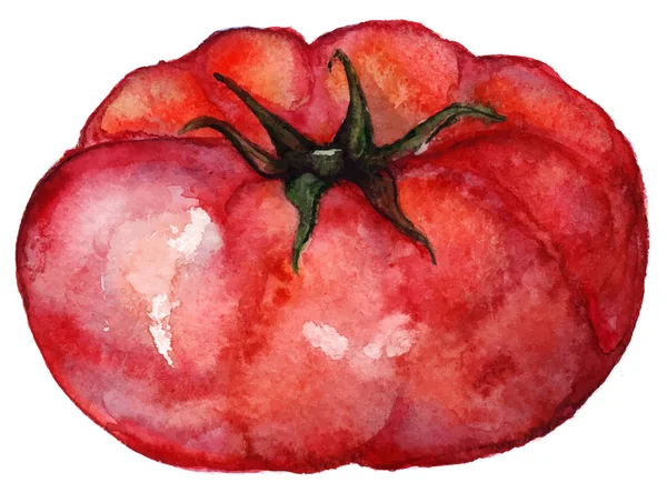 Aquarell rote reife Tomaten pflanzliche Nahrung isolierten Vektor — Stockvektor