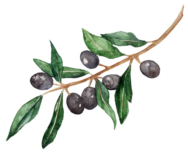 Aquarelle oliva branche d'olivier avec olives vecteur isolé — Image vectorielle