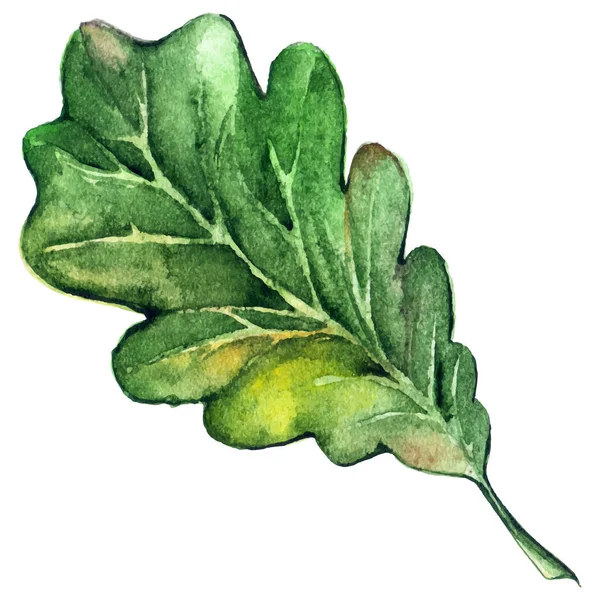 수채화 숲 나무 녹색 오크 잎 고립 된 벡터 — 스톡 벡터