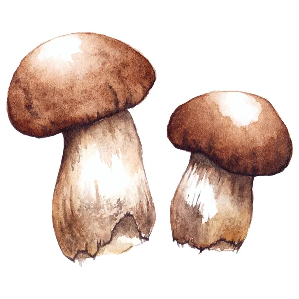 Watercolor two pair white porcini mushrooms isolated vector — Stock Vector