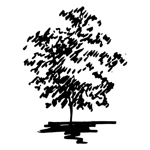 Fekete-fehér fa sziluettje előrajzolt line art elszigetelt vektor — Stock Vector