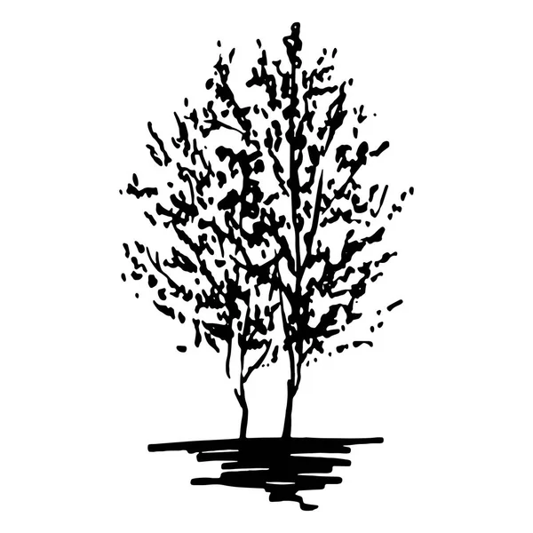 Monochroom bomen silhouet getekende lijn kunst geïsoleerde vector — Stockvector