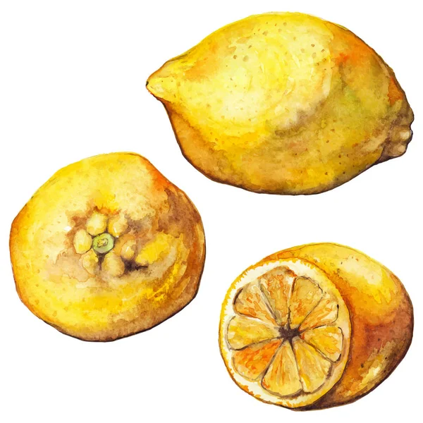 Aquarel citroen gele exotische citrusvruchten geïsoleerd — Stockfoto
