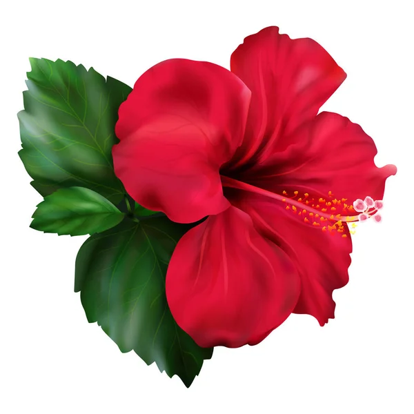 Rode hibiscus karkade tropische exotische bloem plant — Stockfoto