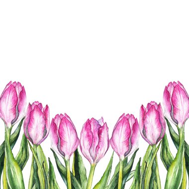 Sulu Boya Pembe Lale çiçek doğa sınır çerçeve
