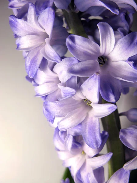 Paars violet hyacinten bloem natuur macro foto — Stockfoto