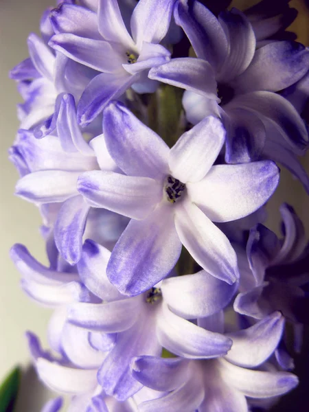 Fioletowy fiołek, Hiacynt kwiat natura Fotografia makro — Zdjęcie stockowe