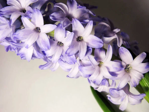 Violet violet jacinthe fleur nature macro photo — Photo