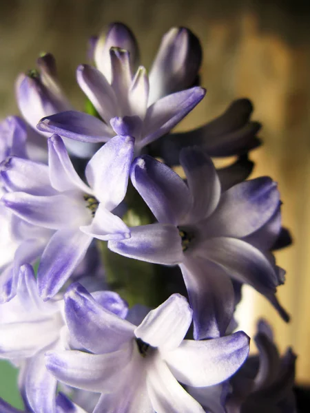 Lila, lila, Jácint virág természet makró fotó — Stock Fotó