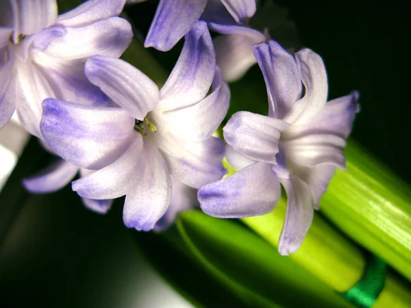 Purple violet hyacinth flower nature macro photo — Stock Photo, Image